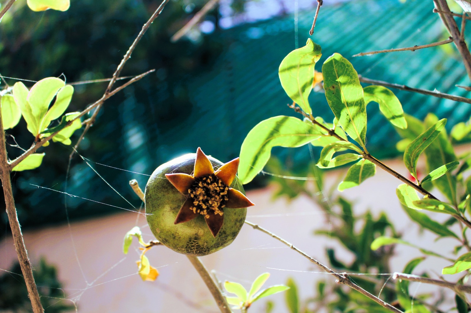 WhatsApp Image 2024 12 23 at 9.12.11 PM