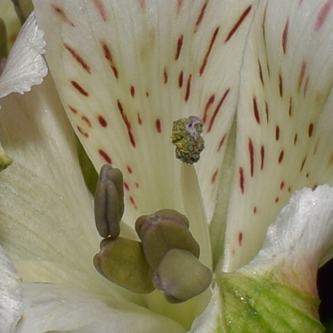 CSC_0030