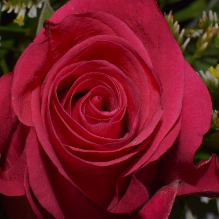CSC_0035