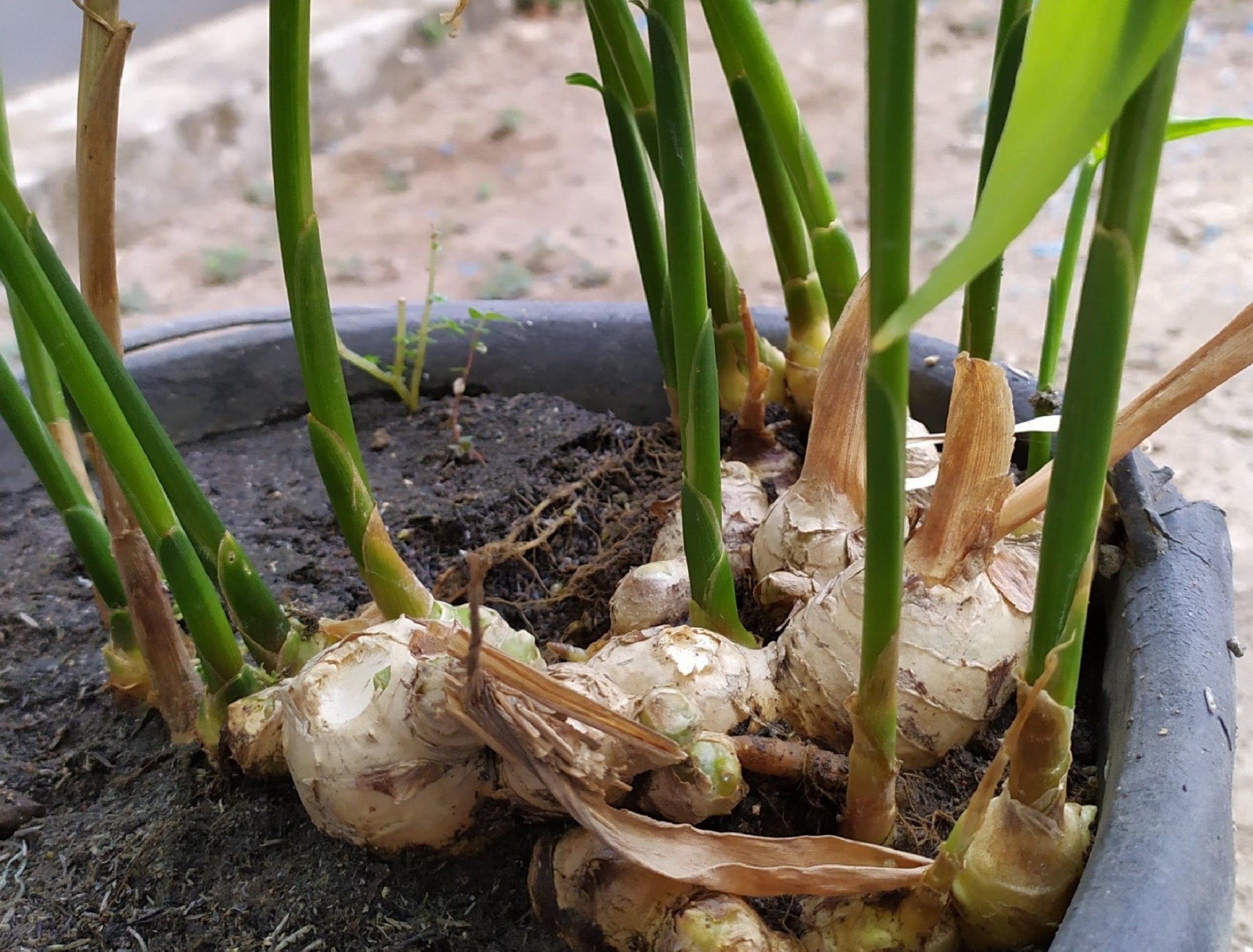 How to grow ginger in a pot