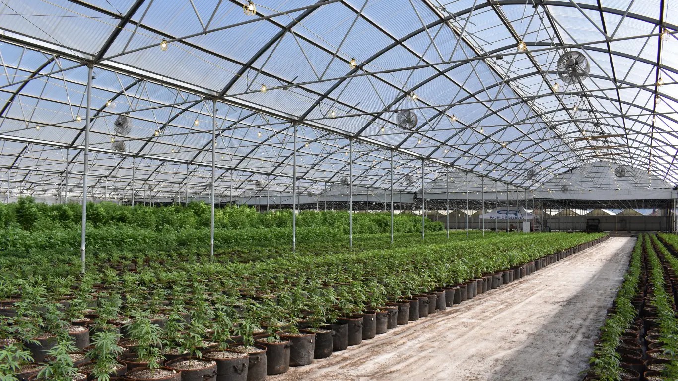 cannabis cultivation