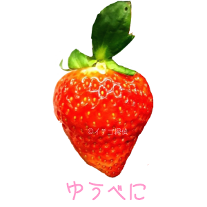 ゆうべに品種図鑑 断面図 イチゴ探偵