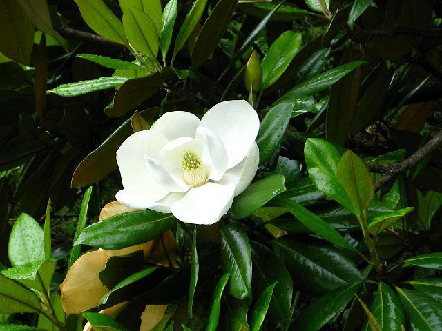 タイサンボク、Magnolia grandiflora