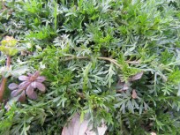 20200211b27 カラクサナズナ Lepidium didymum