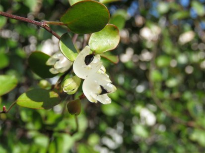 20200229a23 ワイヤープランツ Muehlenbeckia axillaris
