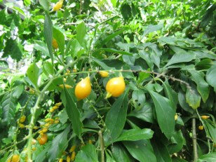 20200301b11 デュランタ Duranta erecta