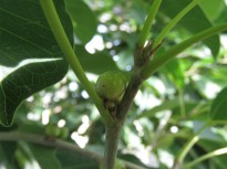 20200301b15 アコウ Ficus superba var. japonica