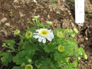 20200301b22 マトリカリア 'カルロス' (ナツシロギク) Tanacetum Parthenium