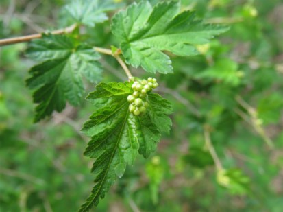 20200328a31 コゴメウツギ Stephanandra incisa