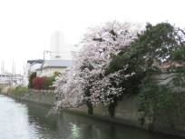 20200328a68 染井吉野(そめいよしの)、Cerasus x yedoensis