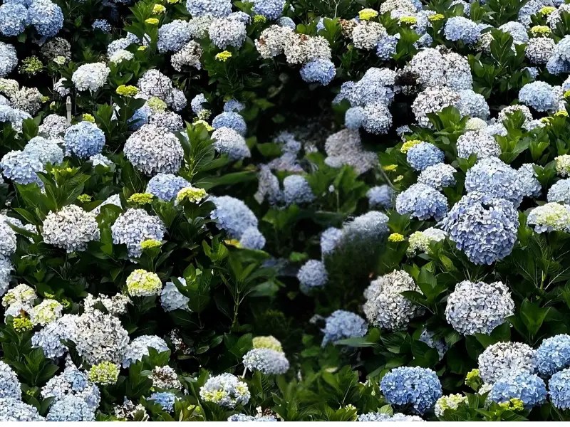 Hydrangea Flower Farm