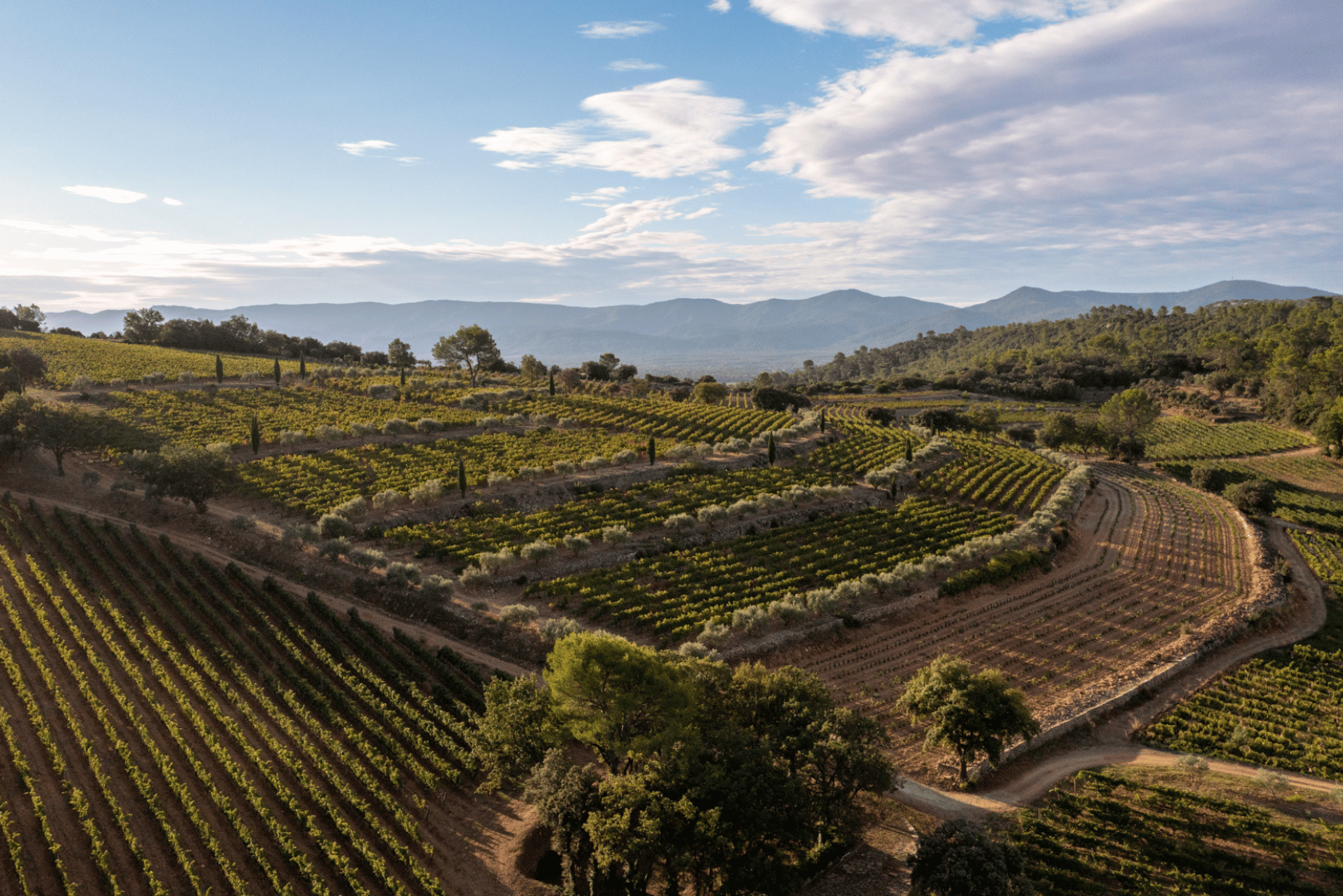 An Aerial image of vineyards in Provence