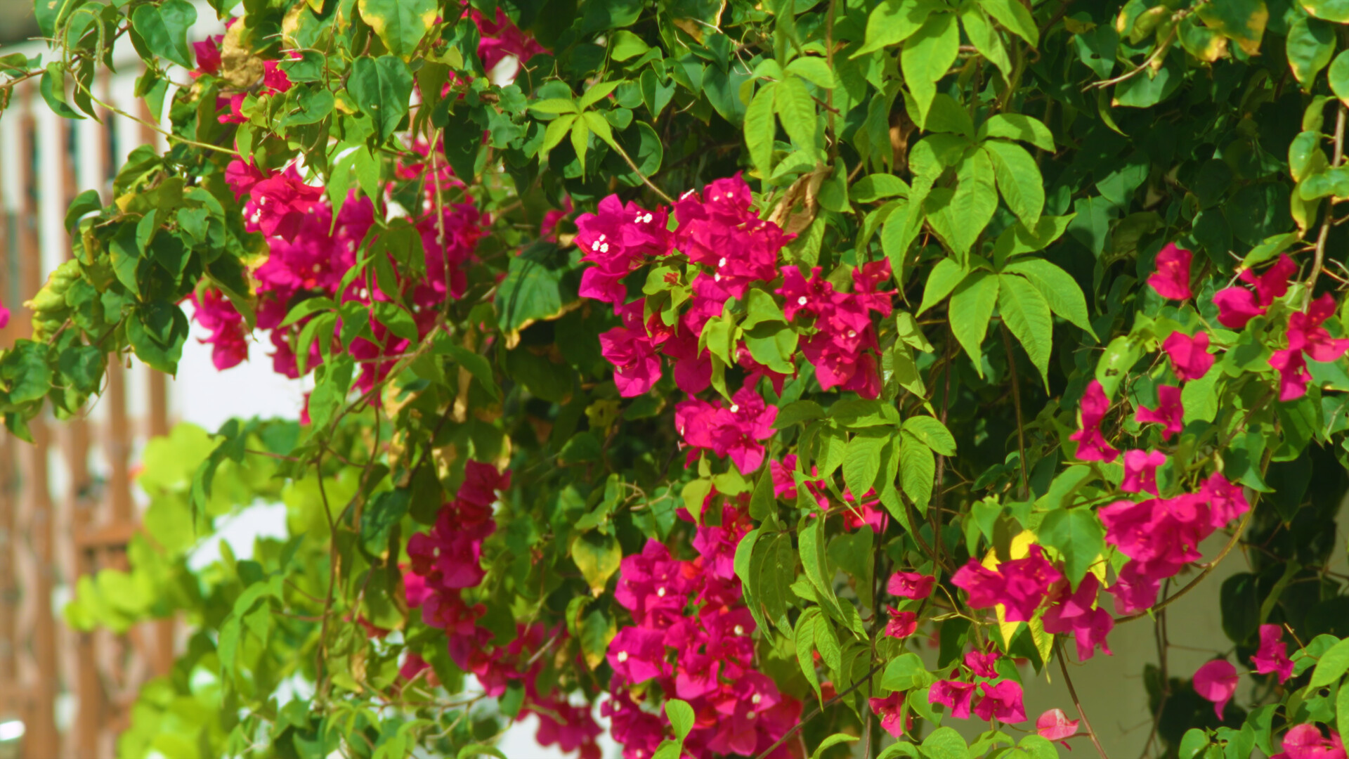 Magenta bougainvillea spilling over a garden wall in bright daylight.