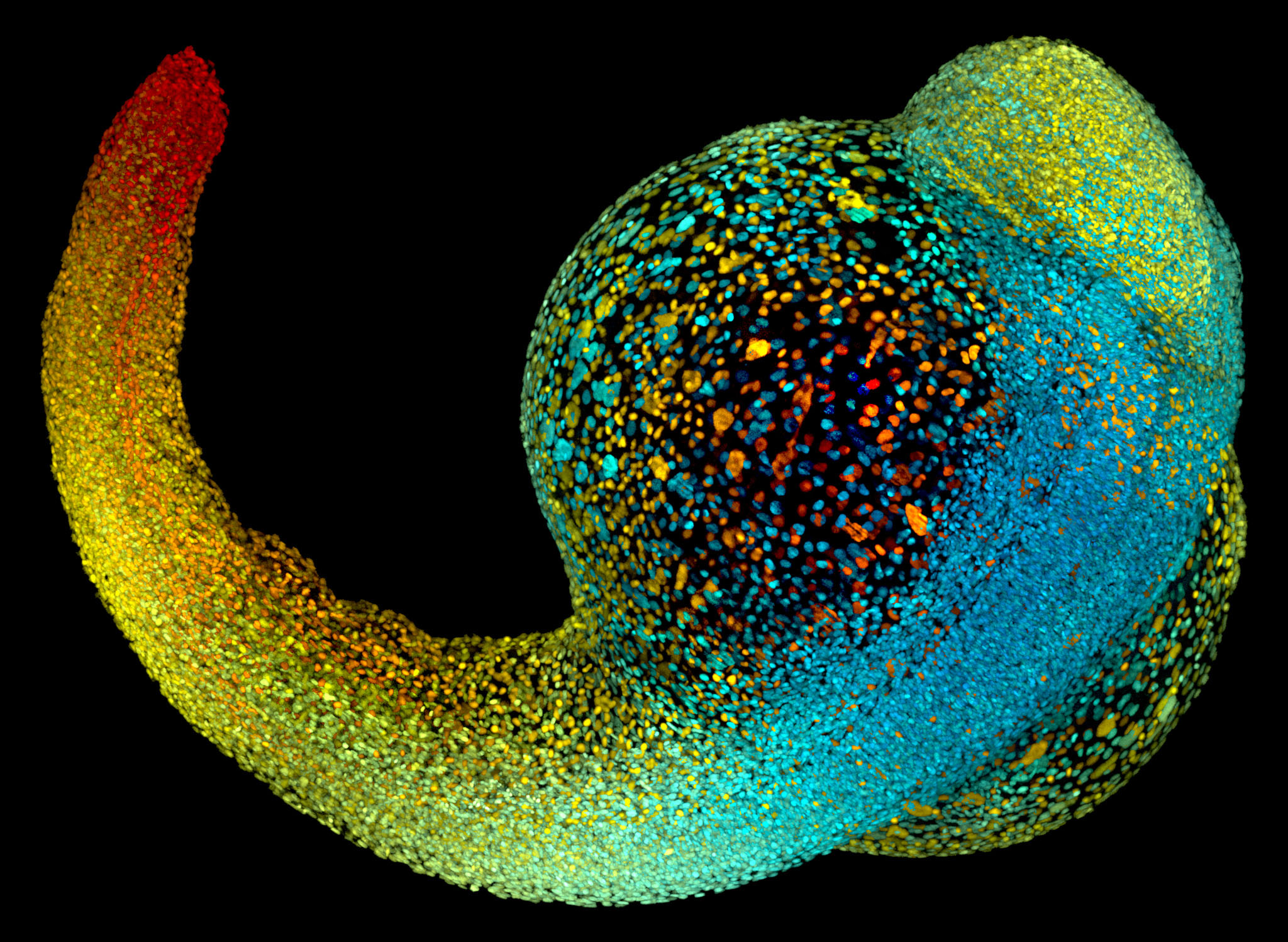 Haeckel Darwin And Textbooks