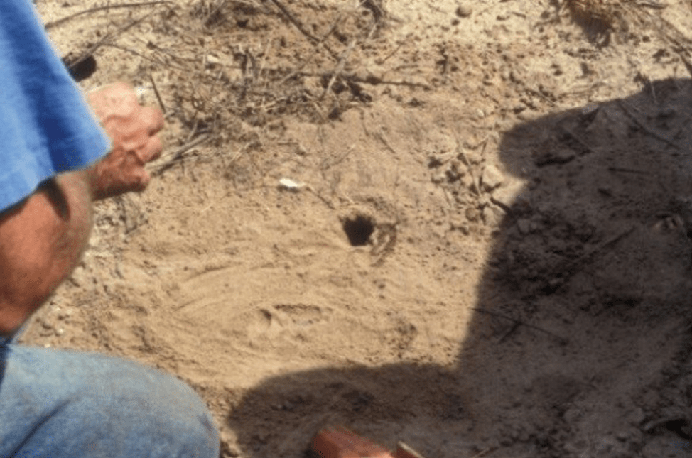 Coyote damage prevention and control methods