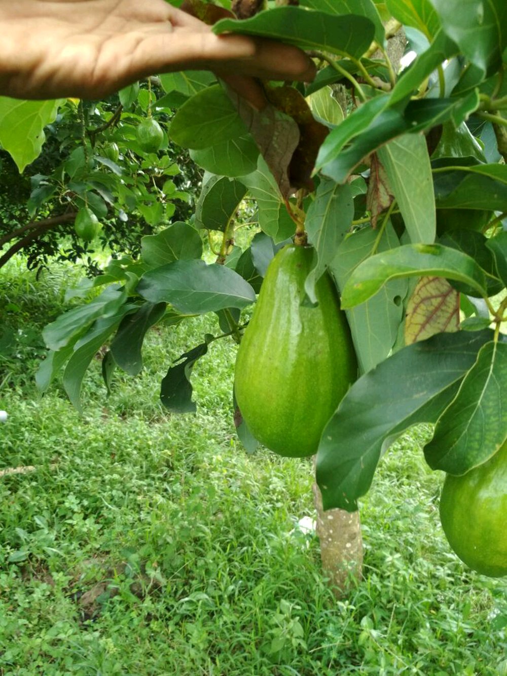 Alpukat jenis ini menarik perhatian pecinta buah. Bisa Cod Isi 2 Bibit Alpukat Aligator Hasil Cangkok Asli Okulasi Cepat Berbuah Asal Tanaman Buah Hasil Pembibitan Di Lahan Wisata Agrotani Lazada Indonesia