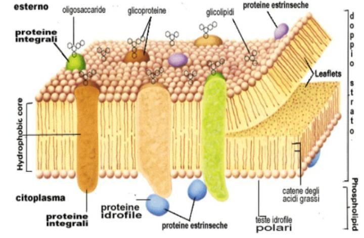 Anisasi Tingkat Sel Membran Tumbuhan Protein Anel Struktur Hewan Lisosom Kuliahkechina 