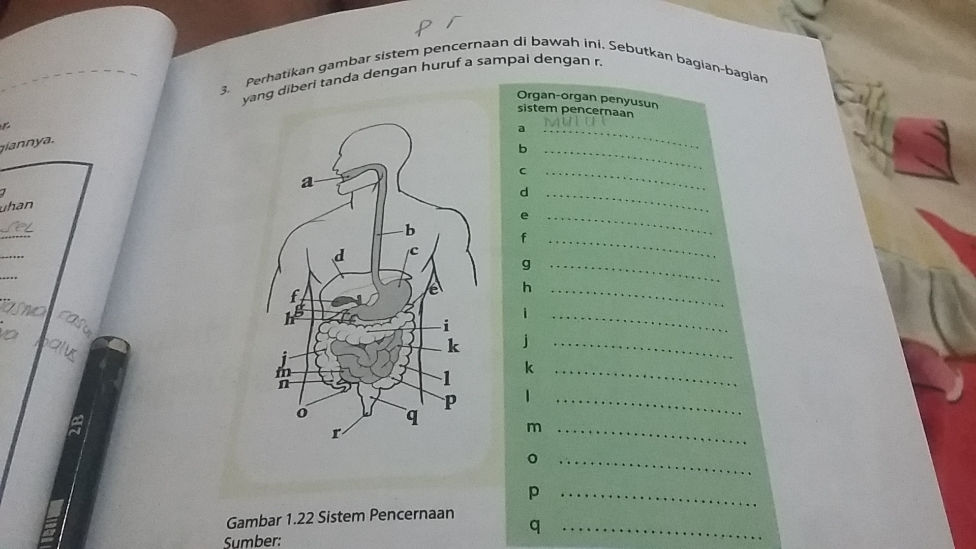Sistem peredaran darah, mengedarkan darah untuk mengangkut nutrisi, limbah, . Tolong Sebutkan Organ Organ Penyusun Sistem Pencernaan Brainly Co Id