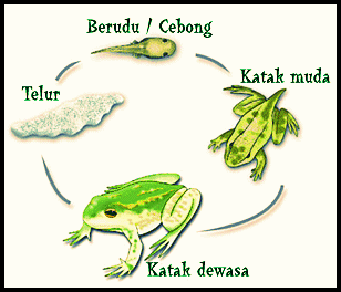 sebutkan urutan metamorfosis pada katak! - Brainly.co.id