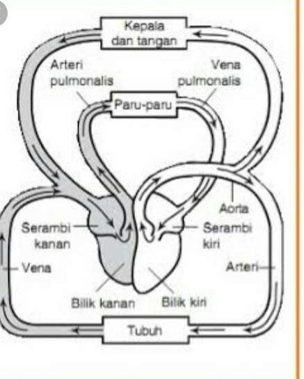 Kunci jawaban tema 4 kelas 5 . Gambar Bagan Perbedaan Peredaran Darah Besar Dan Peredaran Darah Kecil Info Terkait Gambar