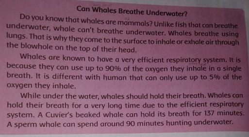 Wah, berarti jangan sampai salah pilih warna bunga lily ya! 1 What Is Yg About 2 Can Whales Breathe Underwater 3 How Long A Cuvier S Beaked Whale Can Hold Its Brainly Co Id
