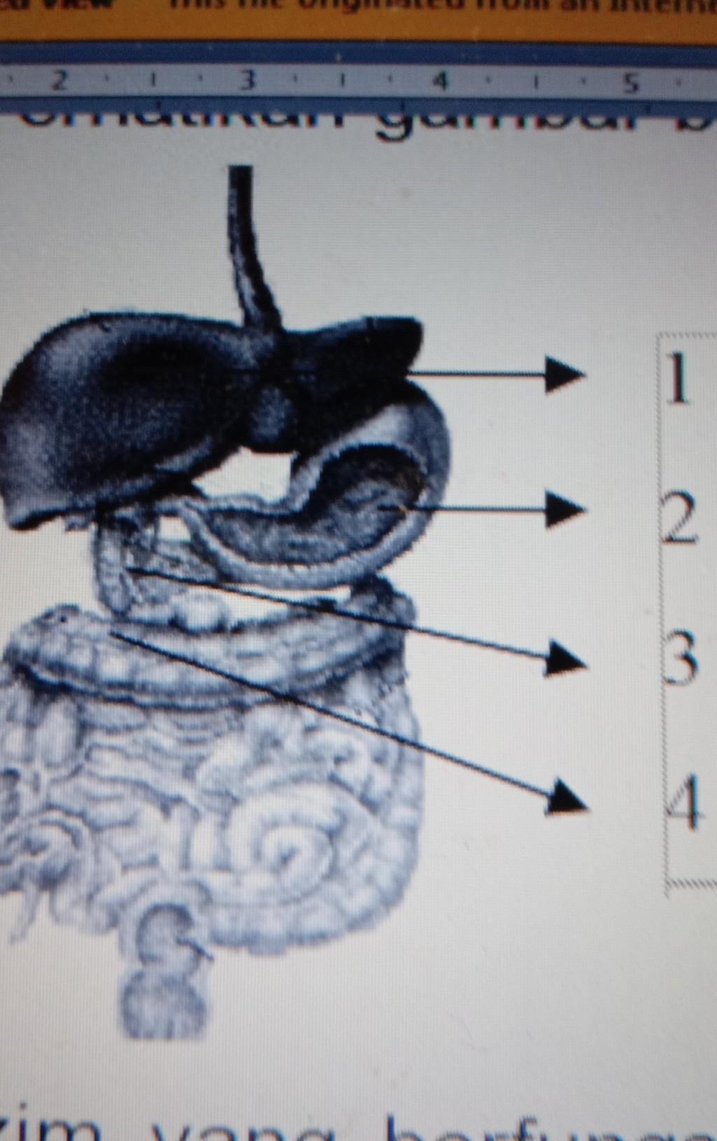 amilum merupakan karbohidrat atau sakarida yang memiliki molekul kompleks. Enzim Yang Berfungsi Mengubah Amilum Menjadi Glukosa Dihasilkan Oleh Organ Yang Ditunjukkan Nomor Brainly Co Id