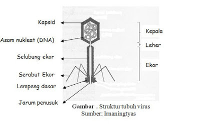 Pigmen utama yang terbentuk dalam membran thilakoid adalah klorofil a dan klorofil b. Jelaskan Fungsi Masing Masing Bagian Tubuh Virus Brainly Co Id