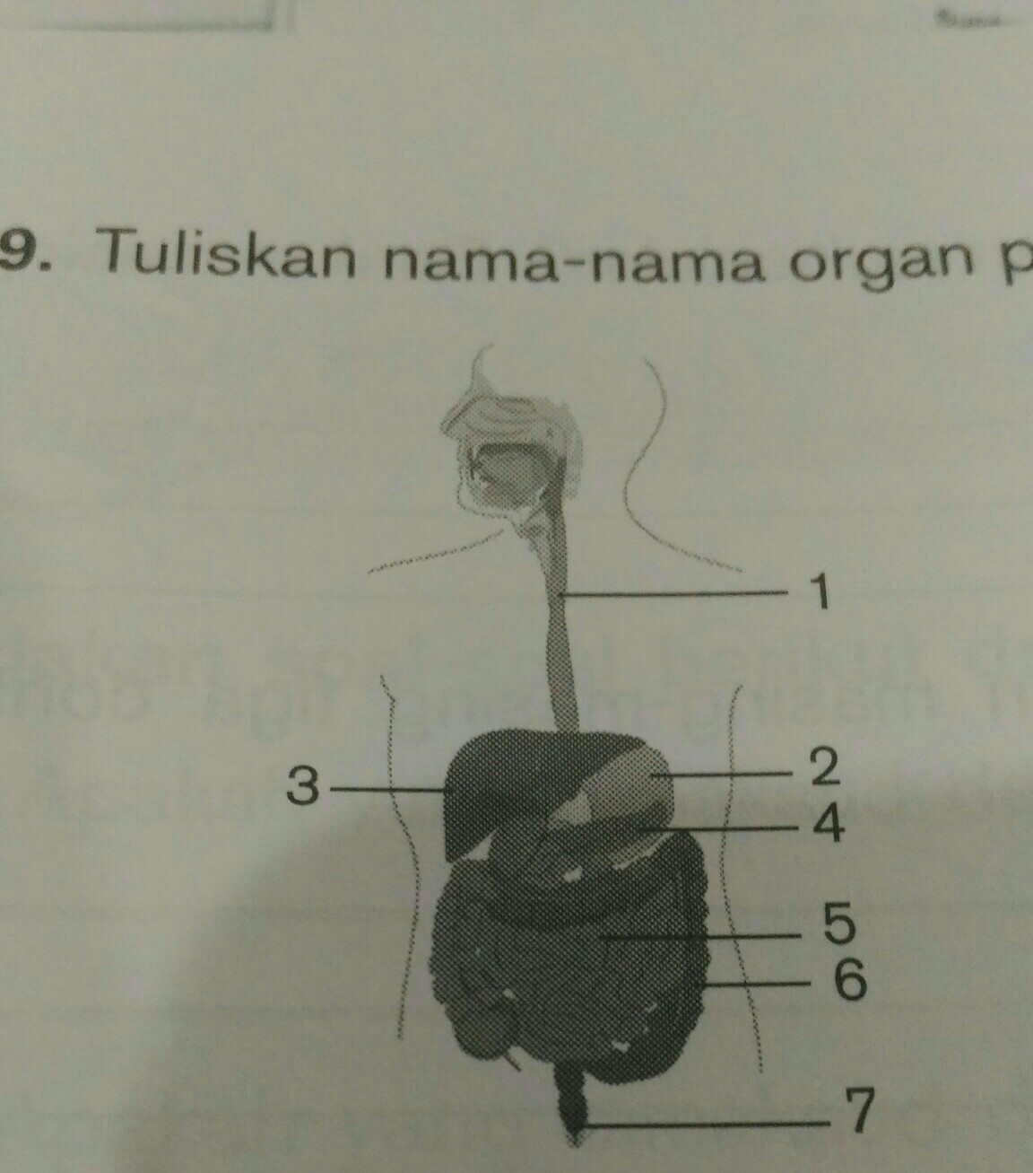 Pembusukan sisa makanan berlangsung pada bagian nomor. Tuliskan Nama Nama Organ Penyusun Sistem Pencernaan Pada Gambar Berikut Brainly Co Id