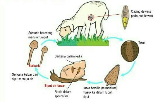 Gratis Unduh Gambar 5100 Gambar Daur Hidup Hewan Dan Tumbuhan Gratis Terbaik Gambar Terupdate by www.lampunghits.com