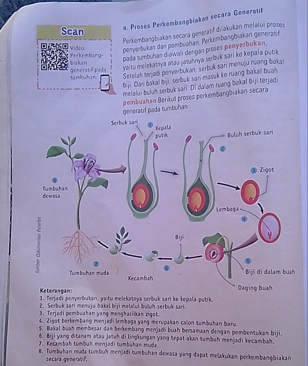 Perkembangbiakan vegetatif terjadi tanpa melalui perkawainan, sedangkan perkembangbiakan generatif berlangsung melalui perkawinan. Penjelasan Perkembangbiakan Generatif Pada Tumbuhan Diawali Dengan Penyerbukan Yaitu Melekatnya Brainly Co Id