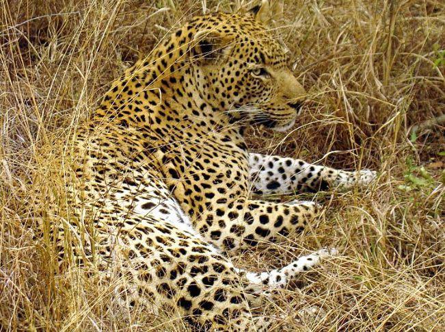 Mimikri yaitu kemampuan hewan untuk mengubah warna kulitnya sesuai dengan warna tempat yang di tempatinya. Apa Yang Di Maksud Dengan Mimikri Autotomi Kamuflase Hibernasi Brainly Co Id