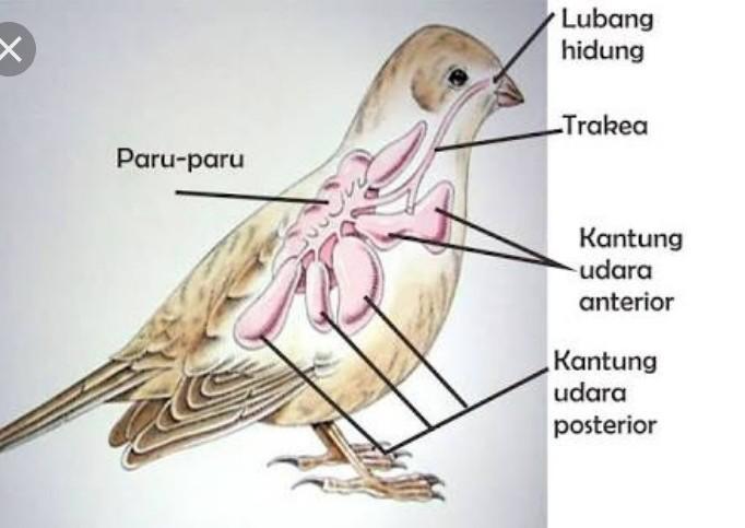 Alat Pernapasan Burung Pengertian Saluran Mekanisme Gambar 