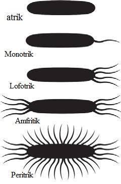 apa pengertian monotrik ? - Brainly.co.id