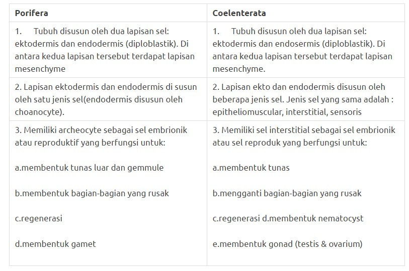 Porifera adalah klasifikasi hewan dalam kingdom animalia, yang sering juga disebut sebagai . Apa Saja Persamaan Porifera Dengan Coelenterata Brainly Co Id