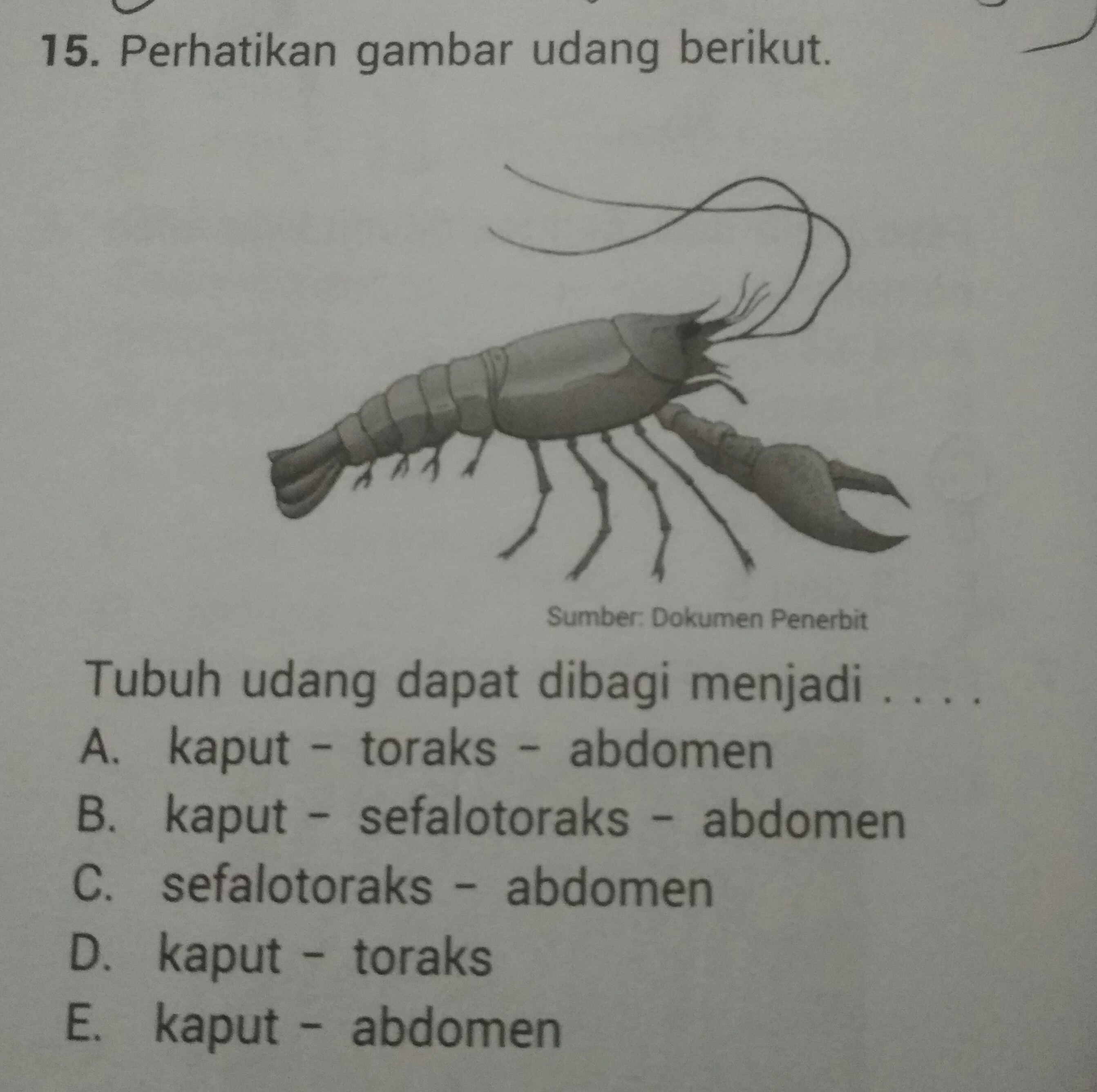 92u238 + 7n14 ⎯ → 99es. tubuh udang dapat dibagi menjadi - Brainly.co.id