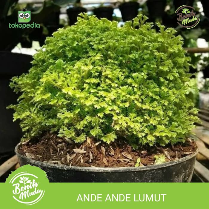 Jual Tanaman Hias Lumut Ambon Ande Ande Lumut Light Green Hanmade Collection 1 bulan 1 kali Pemupupukan lanjutan.