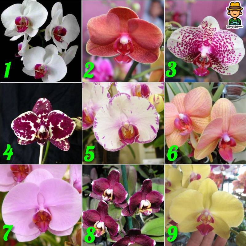 Gratis Unduh Gambar White Orchid Orchidaceae Beautiful Flowers Bunga Anggrek Terkeren by Lampunghits.com