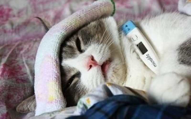 Obat Batuk Flu Asma Sesak Napas Kucing Dan Kitten Batuxin Cat Lazada Indonesia