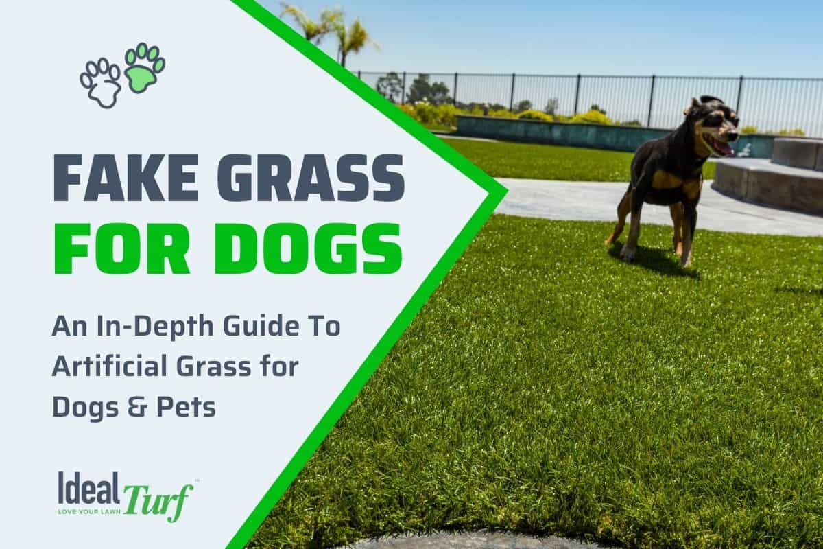 fake grass for dogs the ultimate pet turf buyers guide on pet friendly artificial grass cost