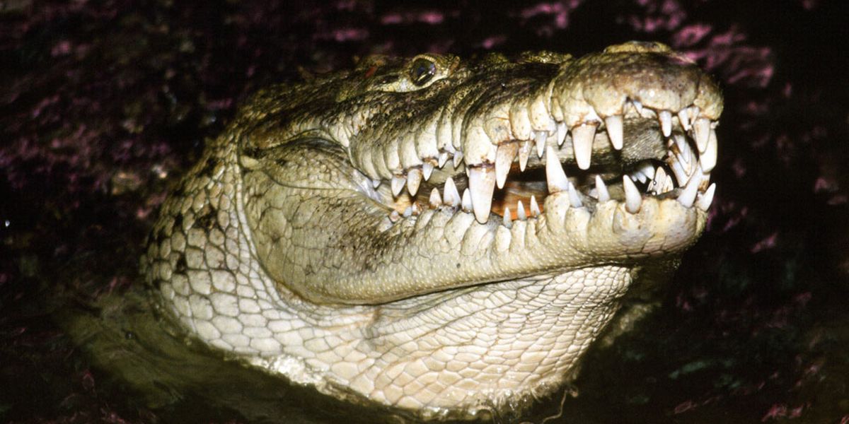 Jungle Party at the Reptile Gardens