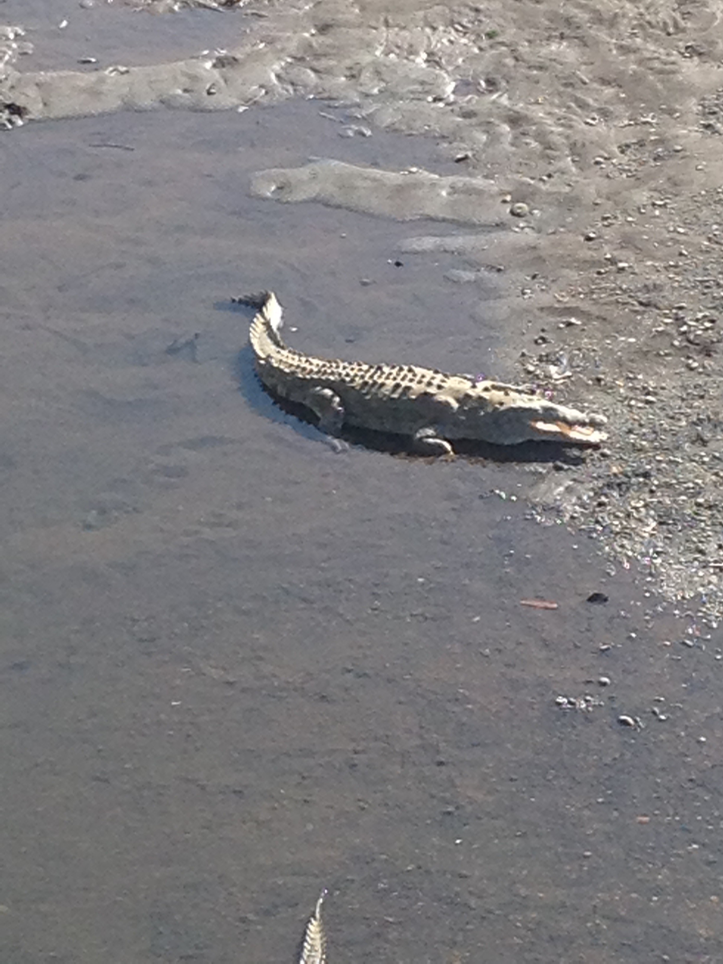 Crocodile bridge