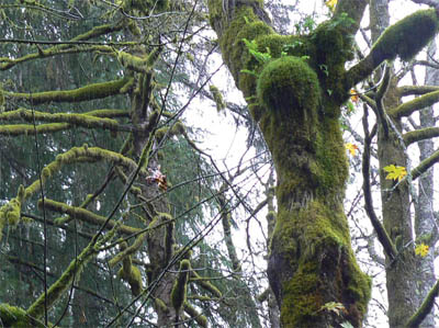 My Wikipedia Experience Public Humanities Brown University