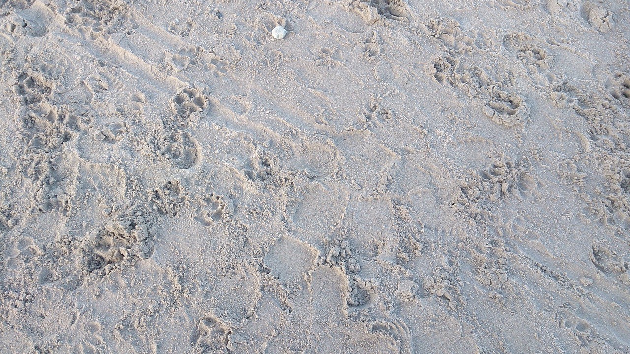 Footprints are not the point.