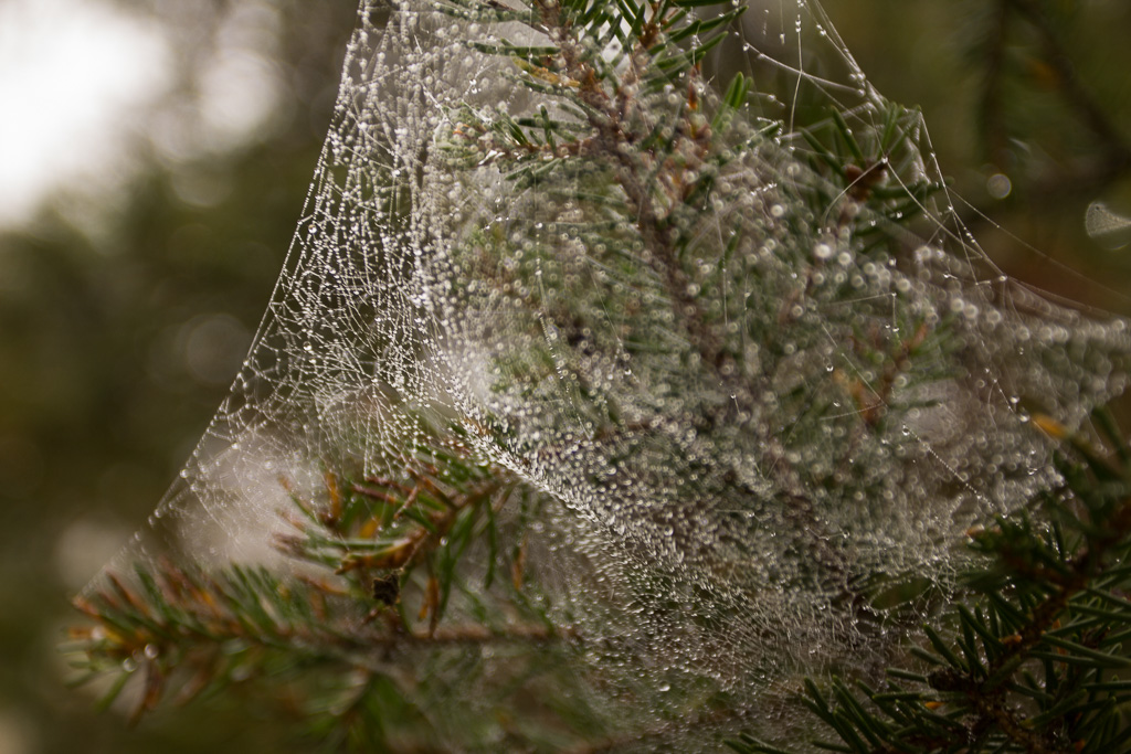 Spinnennetz mit Tautropfen