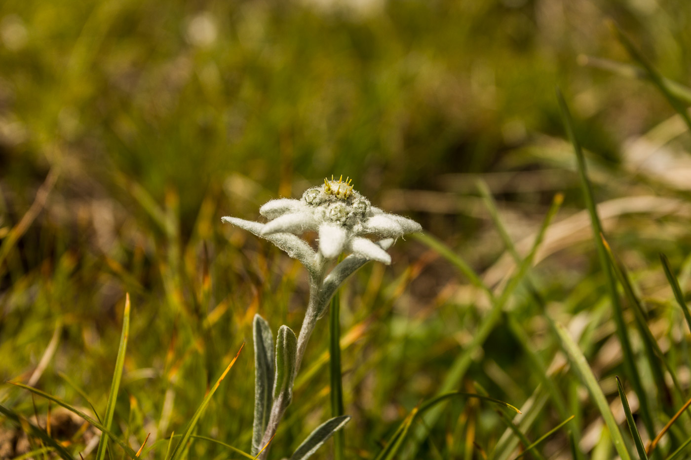 Edelweiss gibt es zuhauf