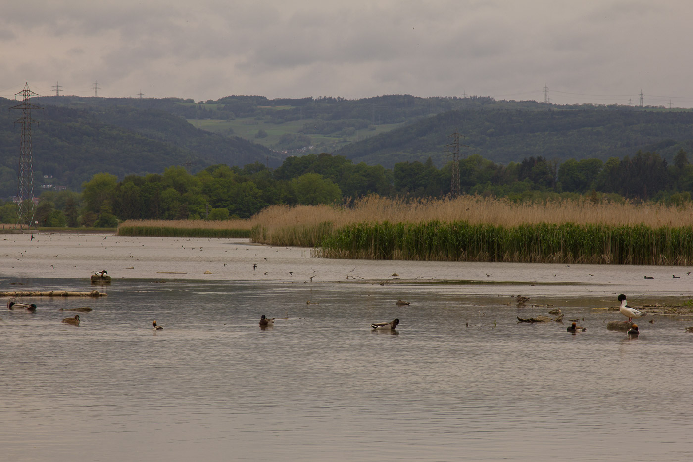 Viel los auf dem Klingnauer Stausee