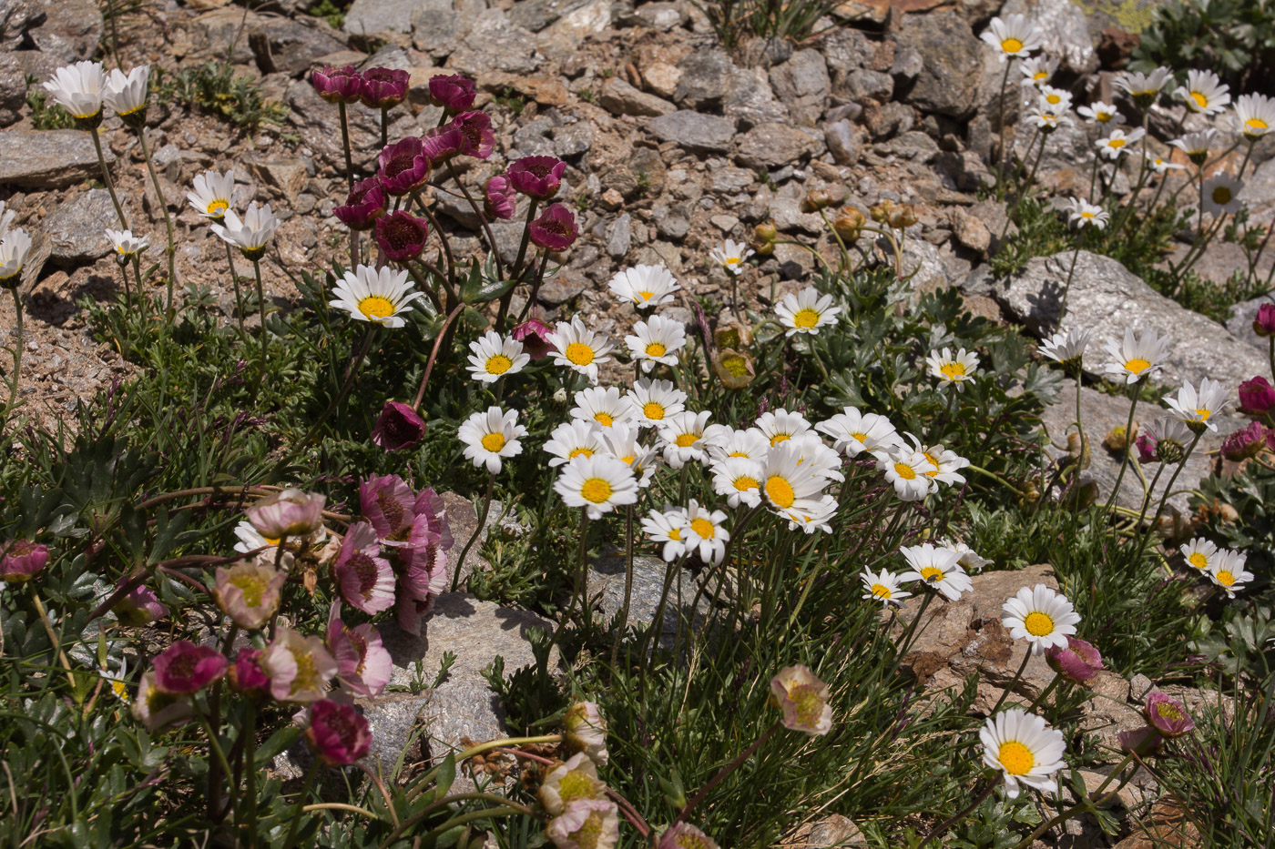 Wucherblume und ?