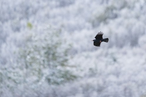 Alpenkrähe (Foto: Silvan Kyburz)