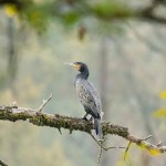 kormoran auf einem ast sitzend