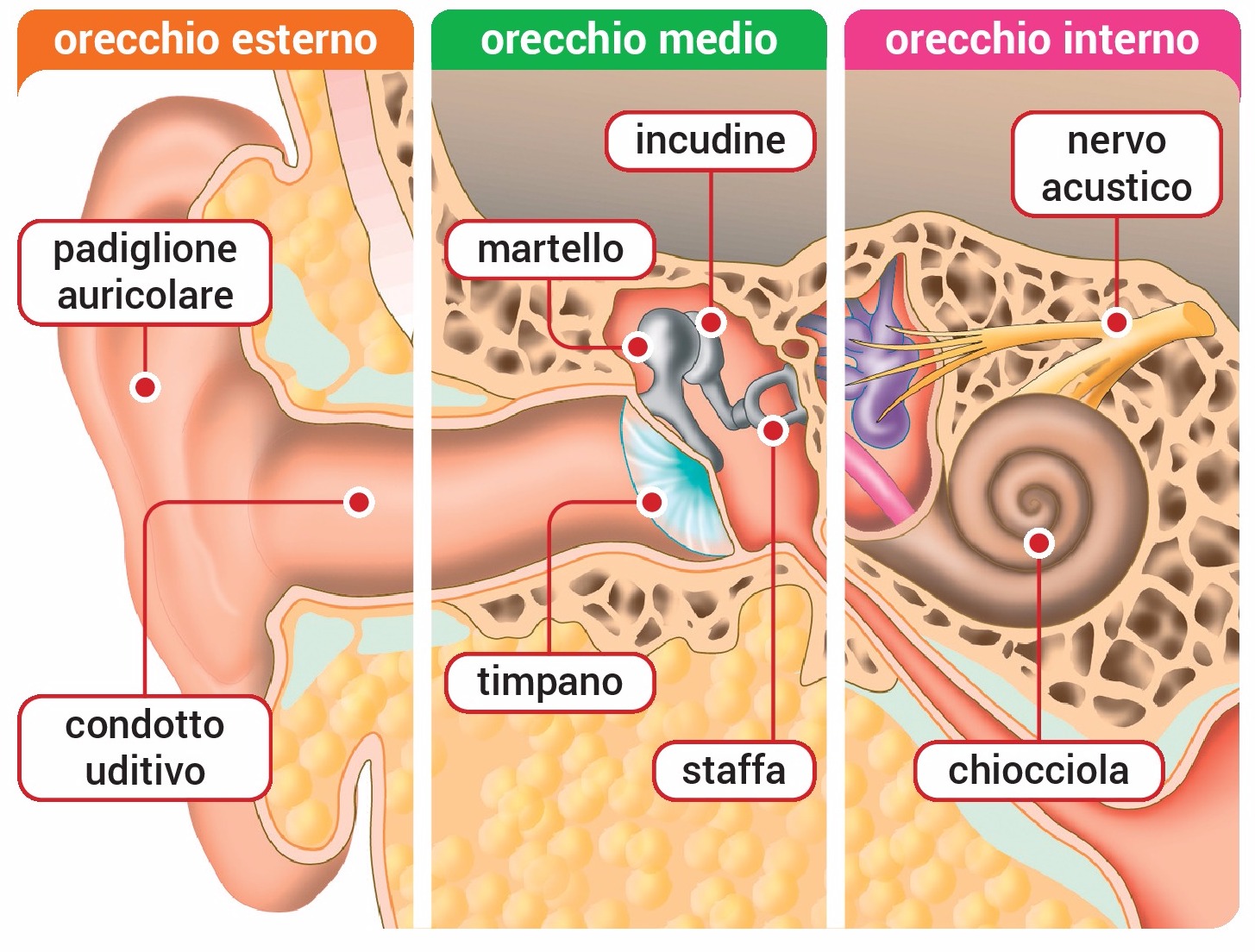 Orecchio come è fatto e come funziona [Dr La Torre]